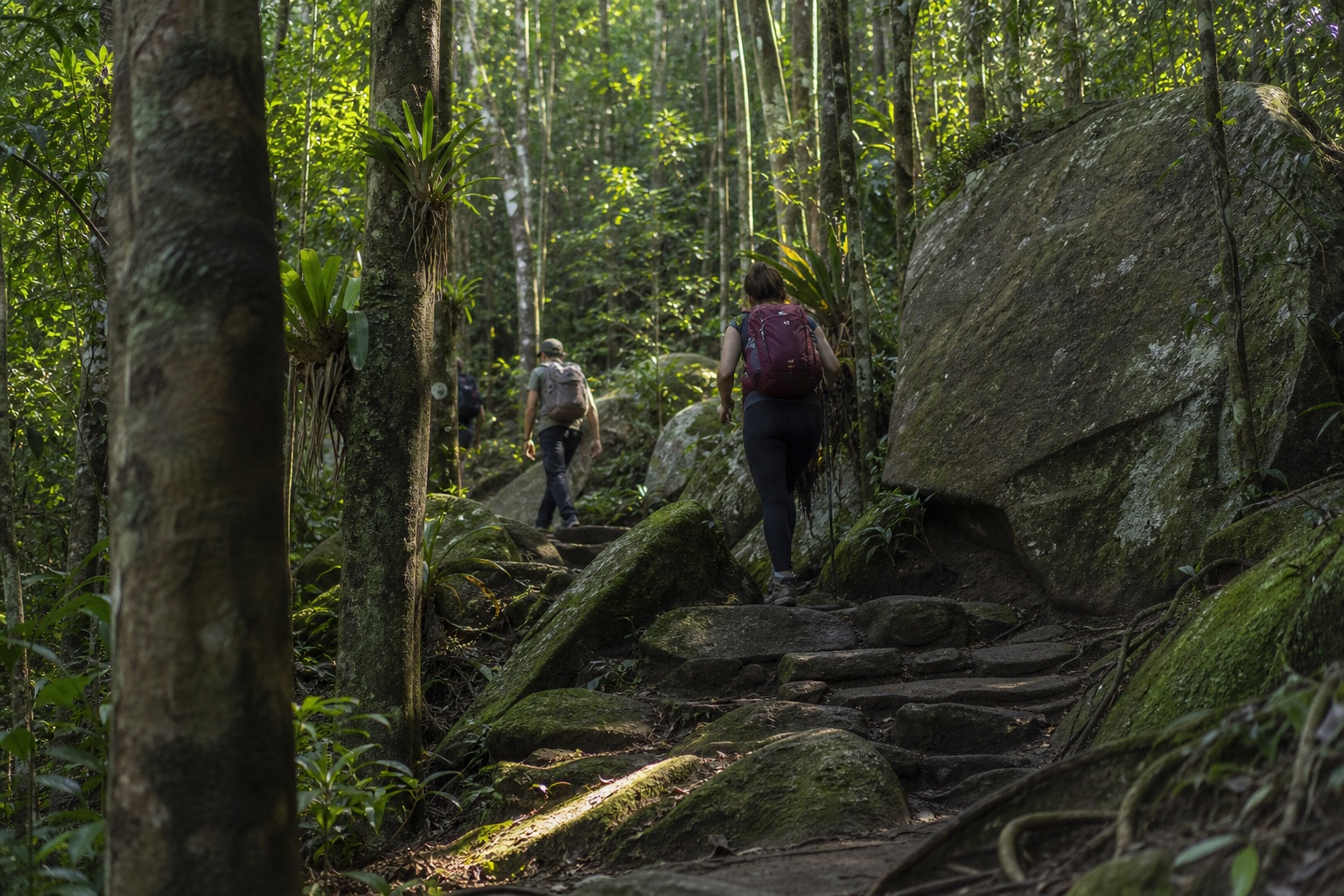Sendero de piedra y raíces dentro del bosque atlántico del parque nacional, con excursionistas al fondo entre rayos de luz de mañana
